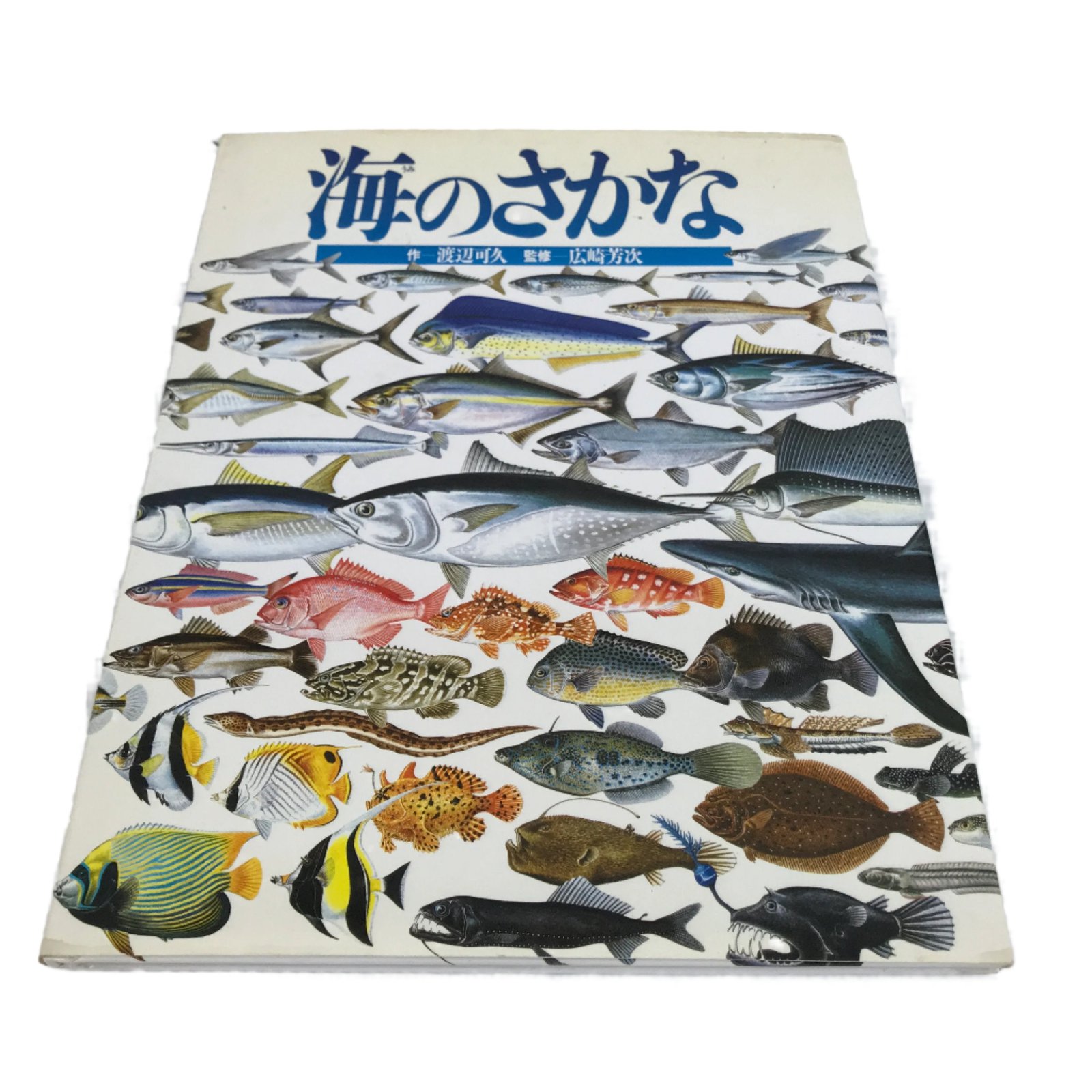 Japanese Fish Of The Sea Illustrated Book C1990 Full Color Kids Encyclopedia HN3