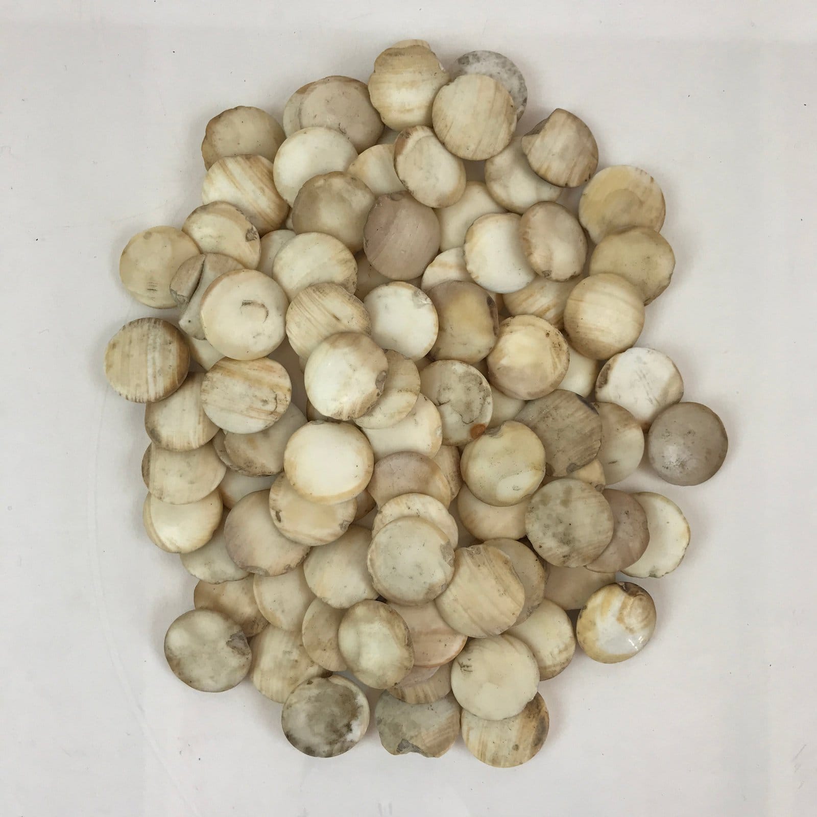 Japanese Go Stone Goishi Vtg Traditional Game Igo Go White Shell GO74