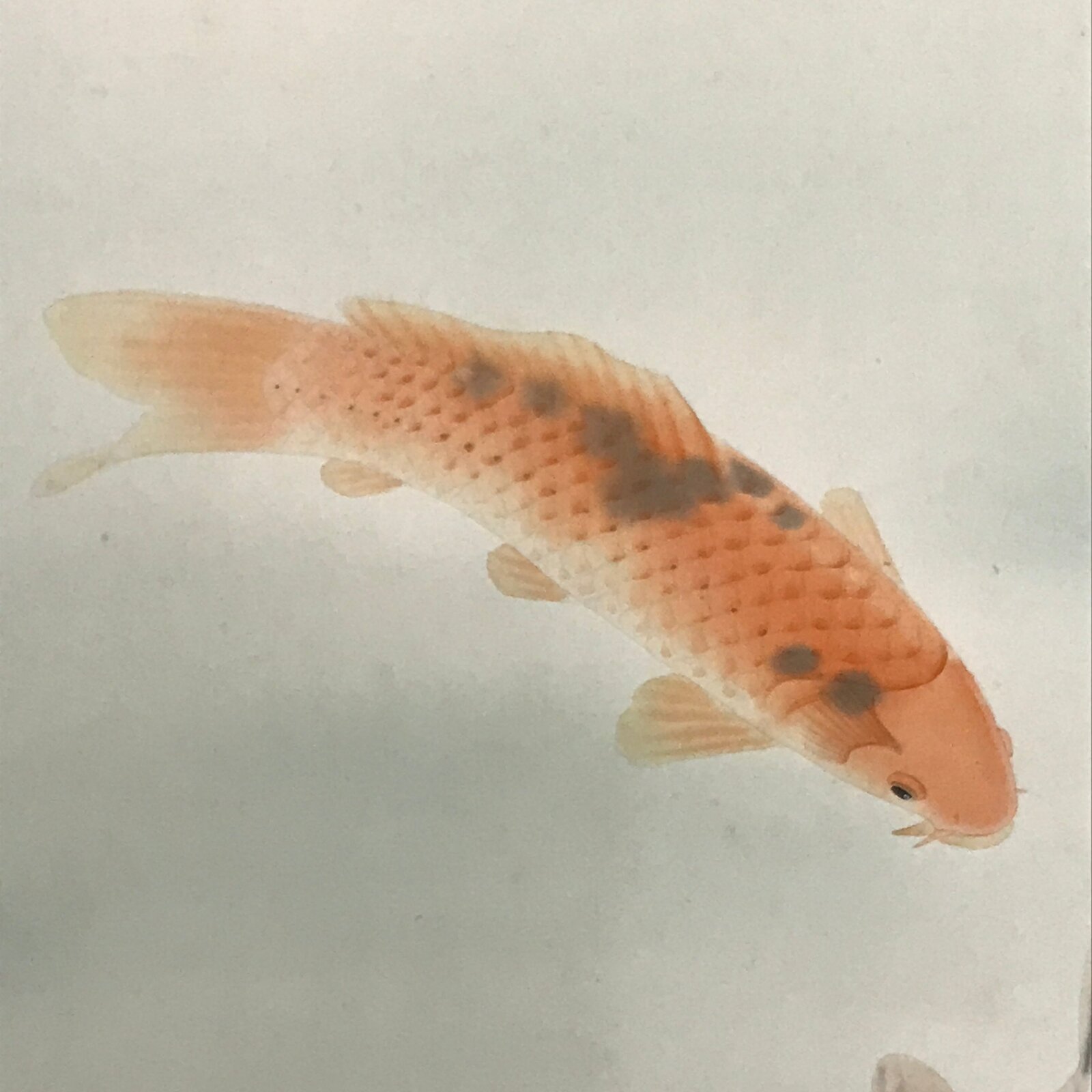 Japanese Hanging Scroll Koi Carps Swimming Red Black Kakejiku Color KJ11