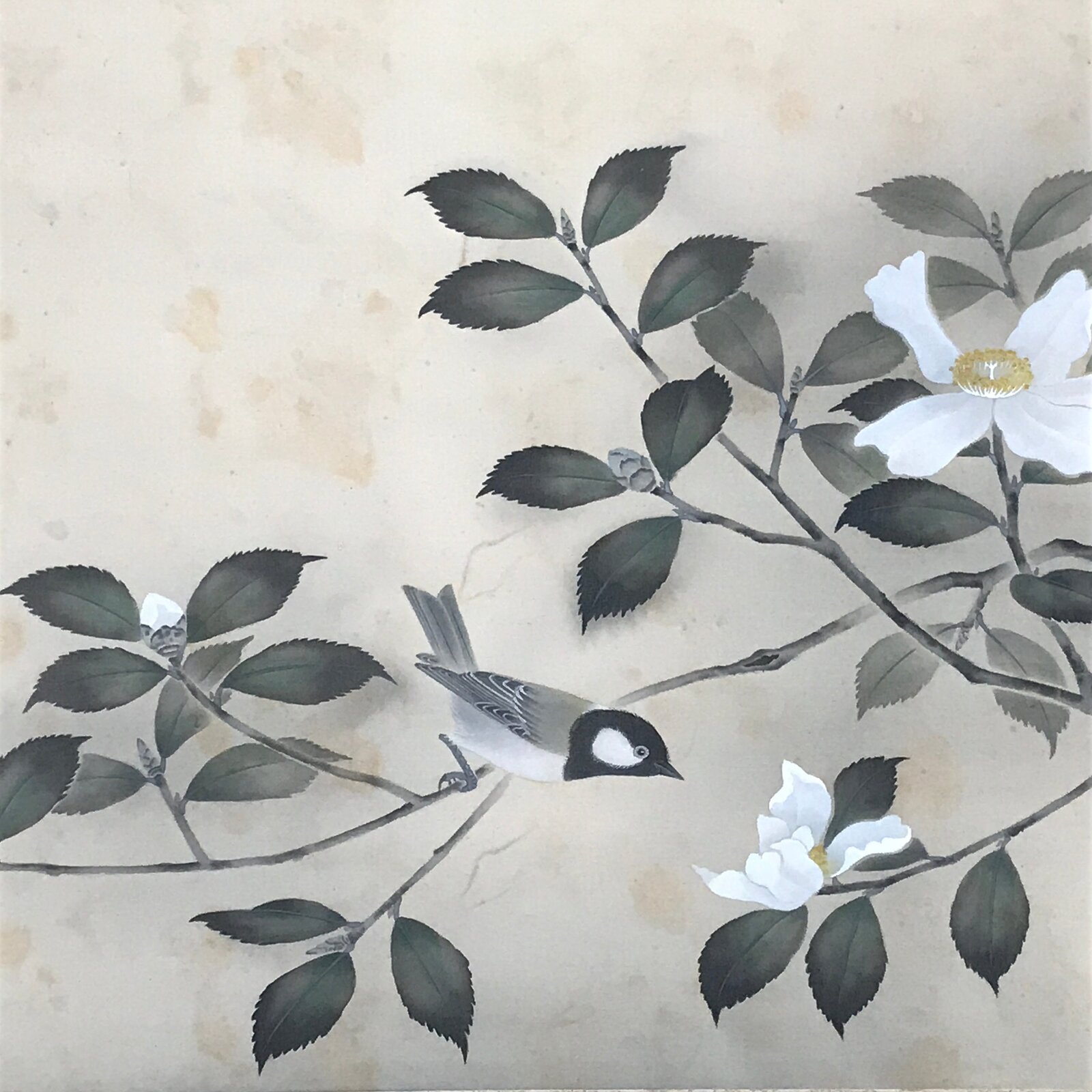 Japanese Hanging Scroll Sparrow Camellia Taigen Yokoyama Kakejiku SC794