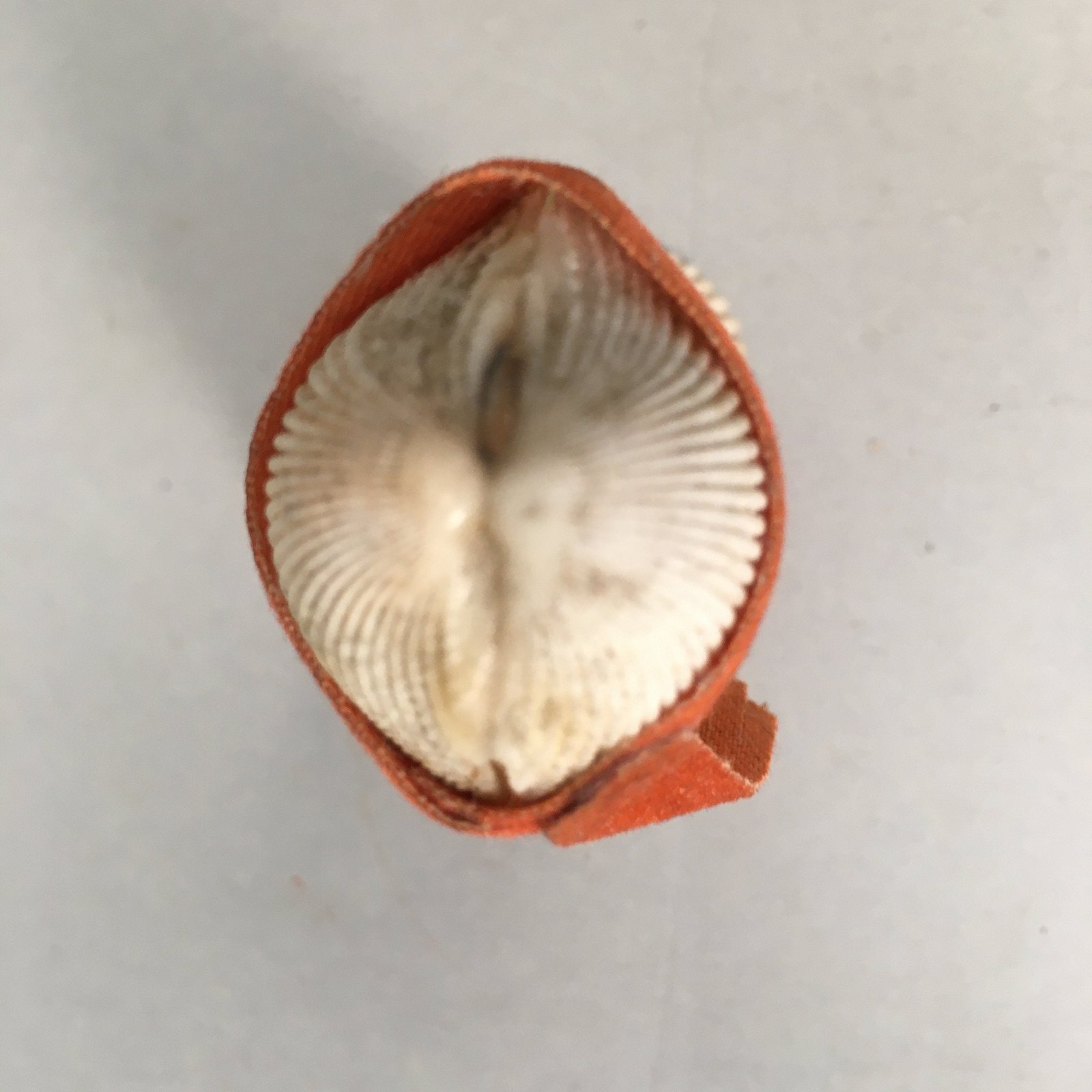 Japanese Kokeshi Doll Vtg Handmade Ornament Shell Samurai Ningyo KF516