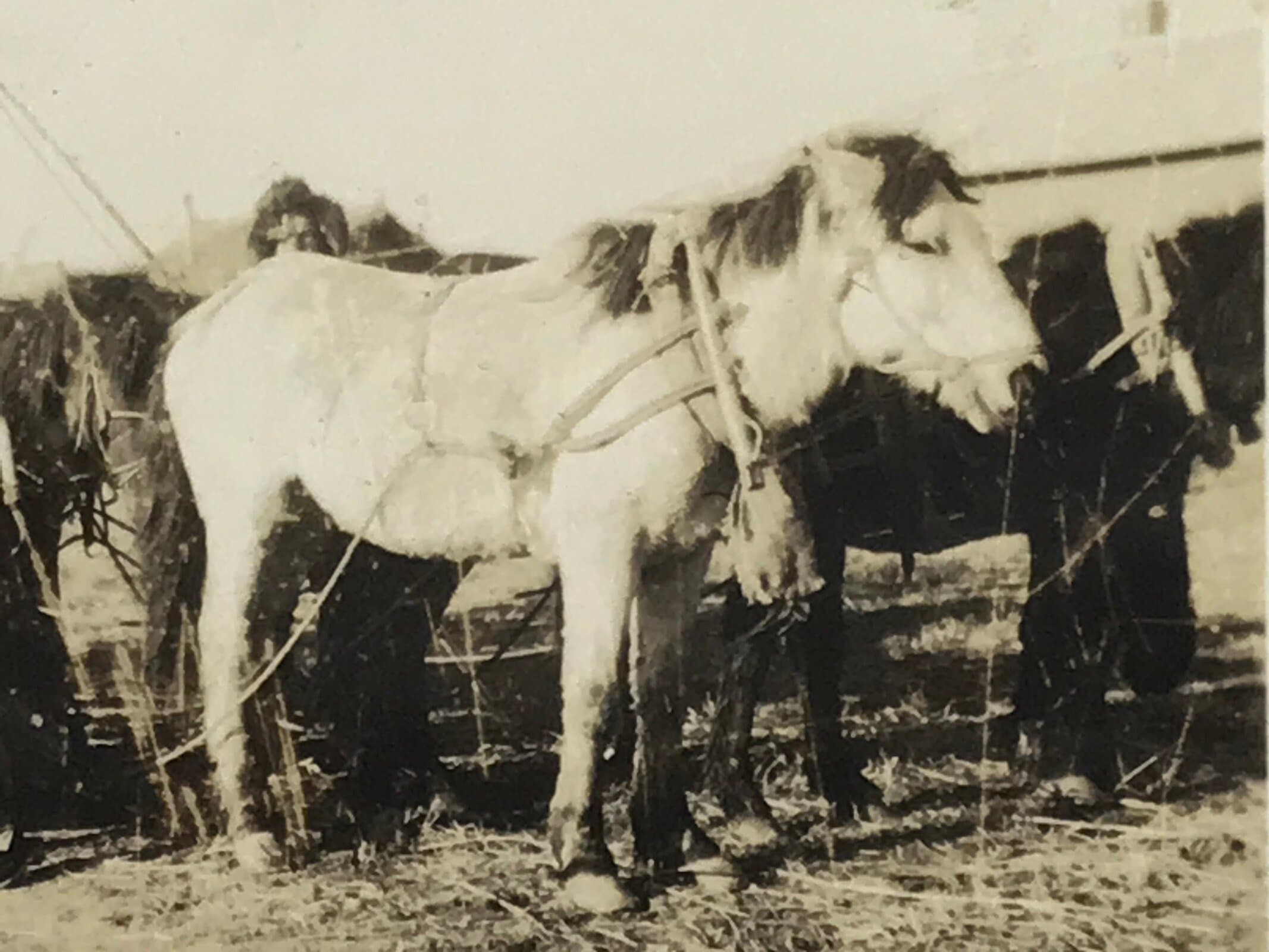 Japanese Manchuria China Farming Group Photograph Vtg Colony Sepia Tone PH224