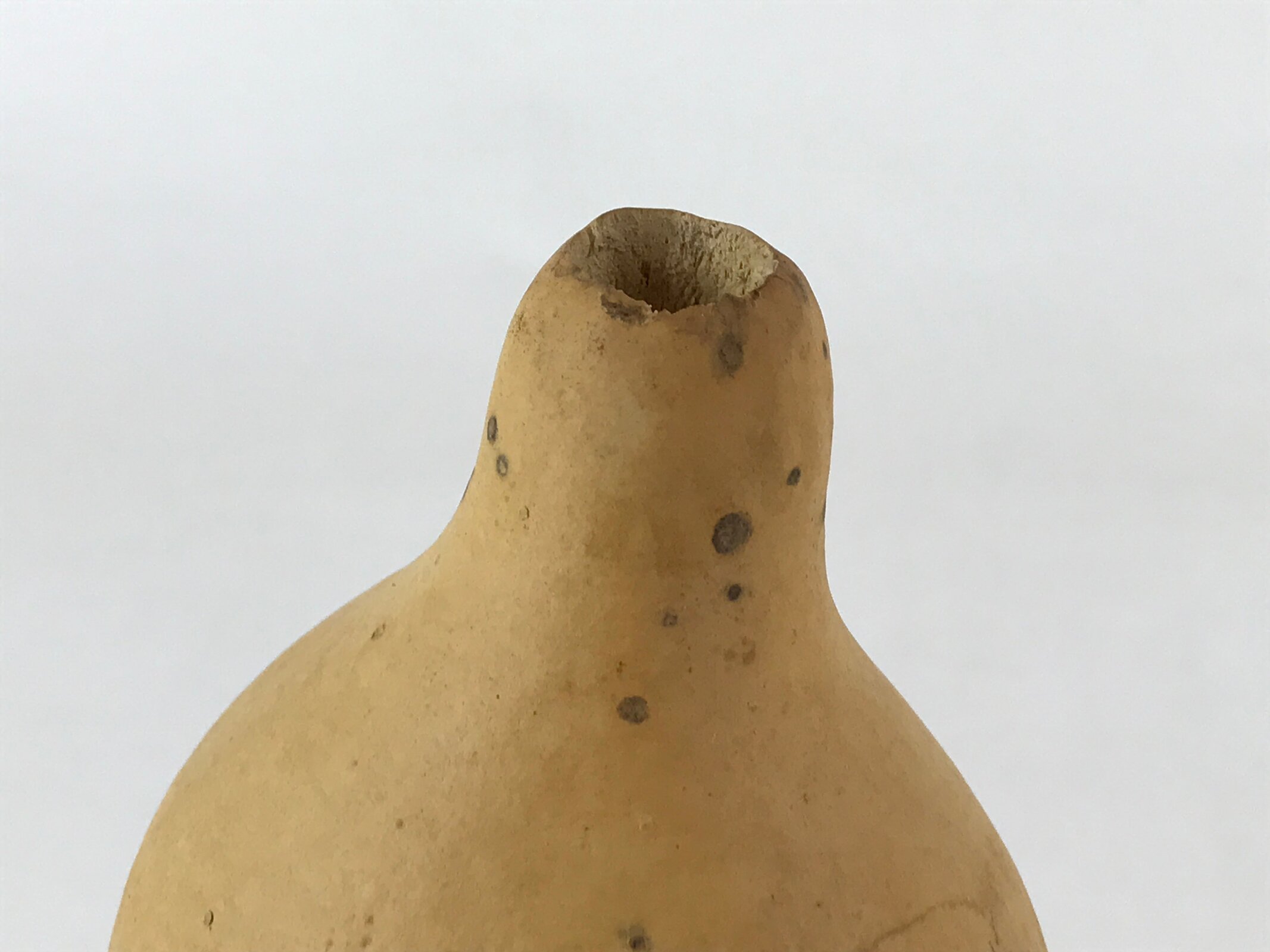 Japanese Natural Hyotan Gourd Vtg Sake Bottle Lucky Charm Large Calabash G250