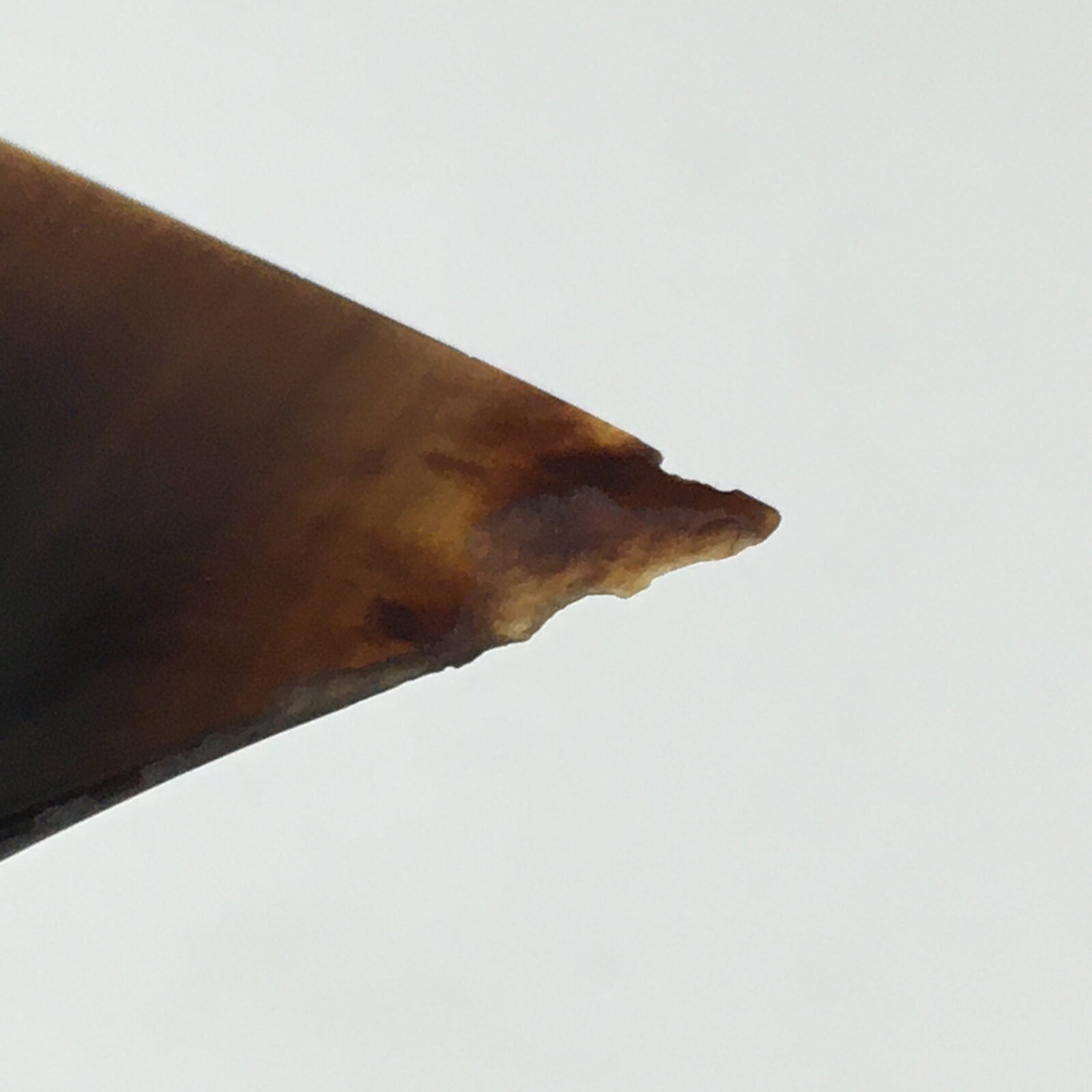 Japanese Shamisen Plectrum Pick Vtg Bachi Musical Instrument JK399