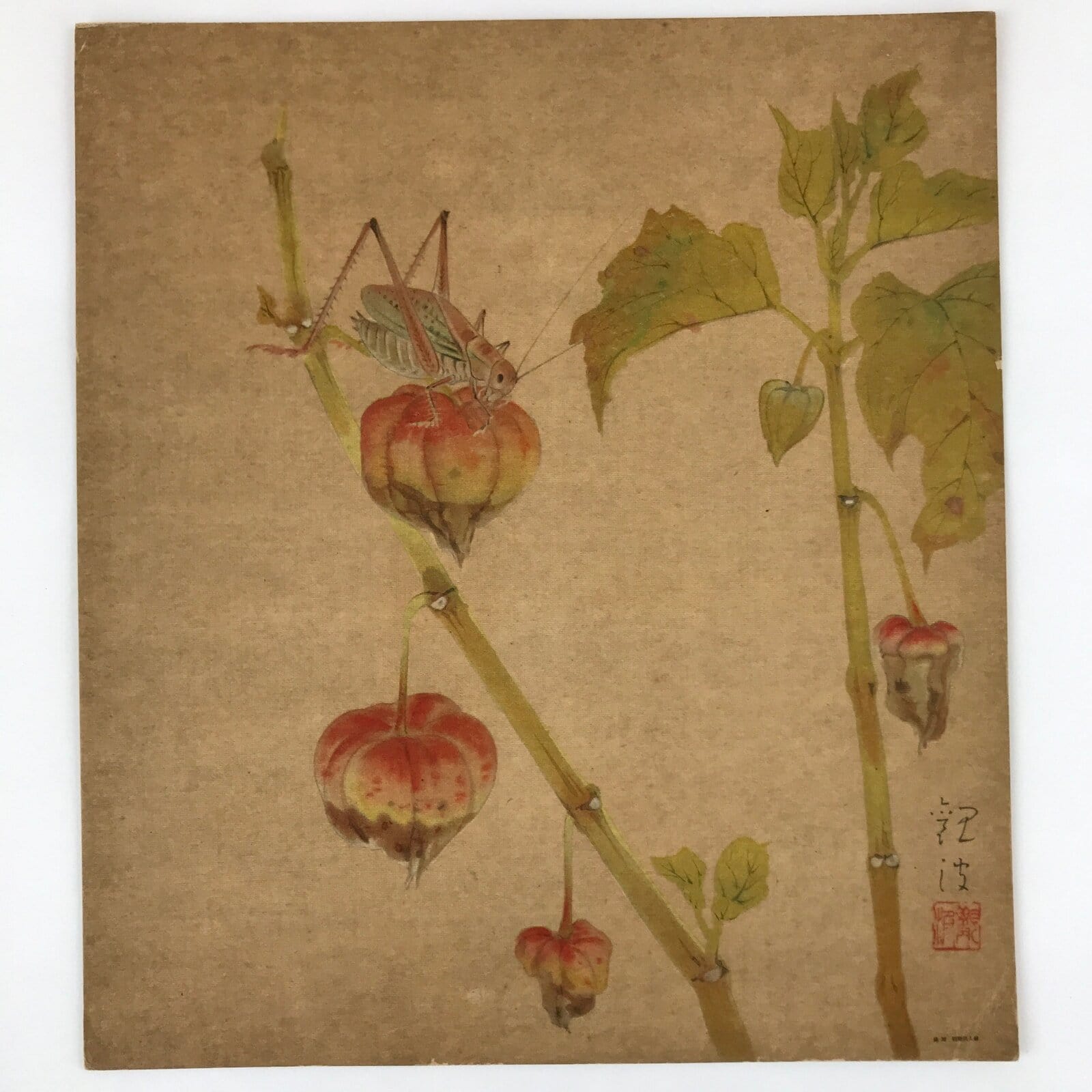 Japanese Shikishi Art Reproduction Cricket On Physalis Green Orange A643