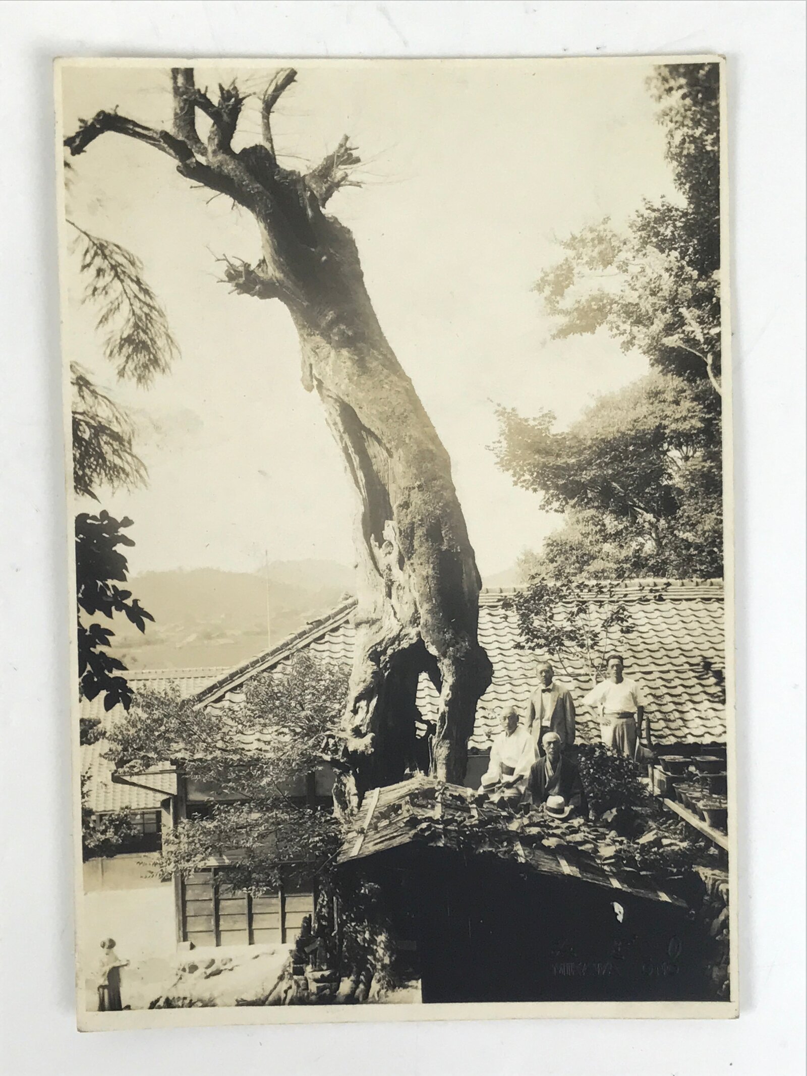 Japanese Showa Old Tree Pruning Group Photograph Men Daily Life Black White PH86