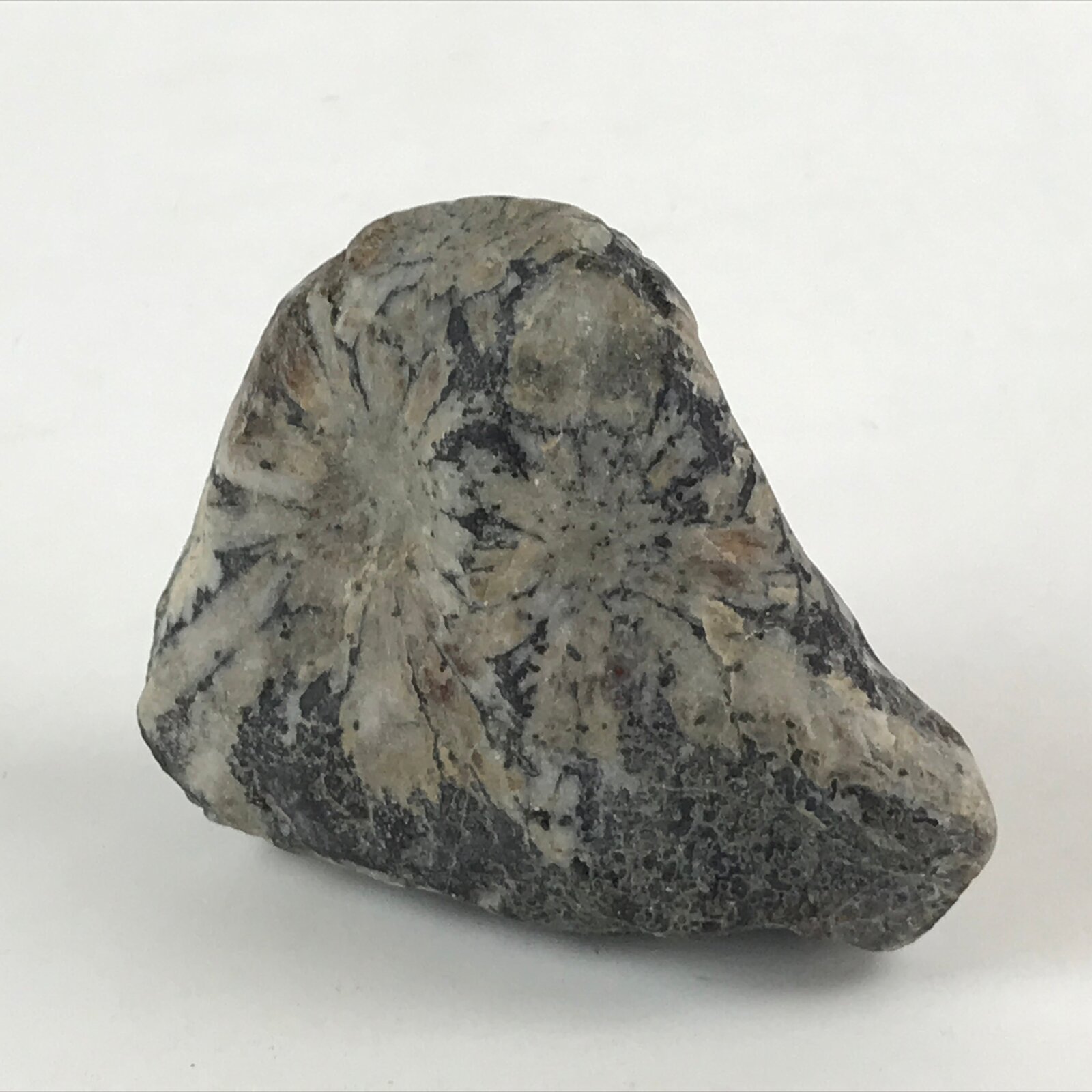 Japanese Viewing Stone Zen Buddhist Vtg Suiseki Radiant White JK558