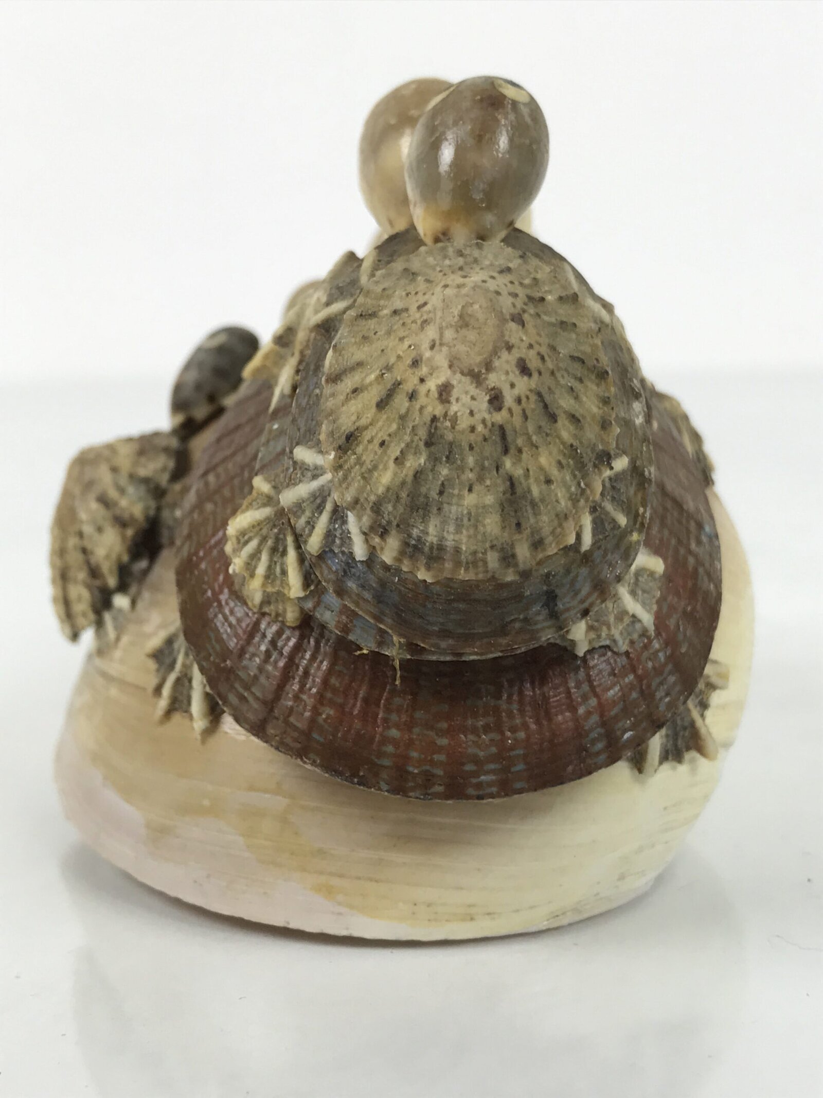 Japanese Shell Kokeshi Doll Vtg Turtle Family Figurine Mother Kids Brown KF807