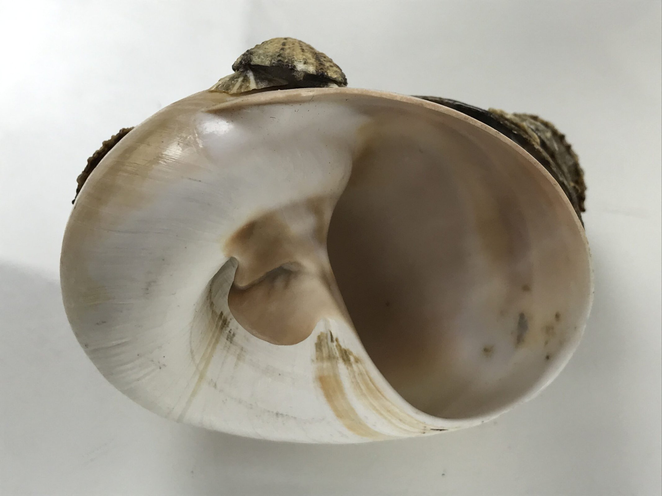 Japanese Shell Kokeshi Doll Vtg Turtle Family Figurine Mother Kids Brown KF807