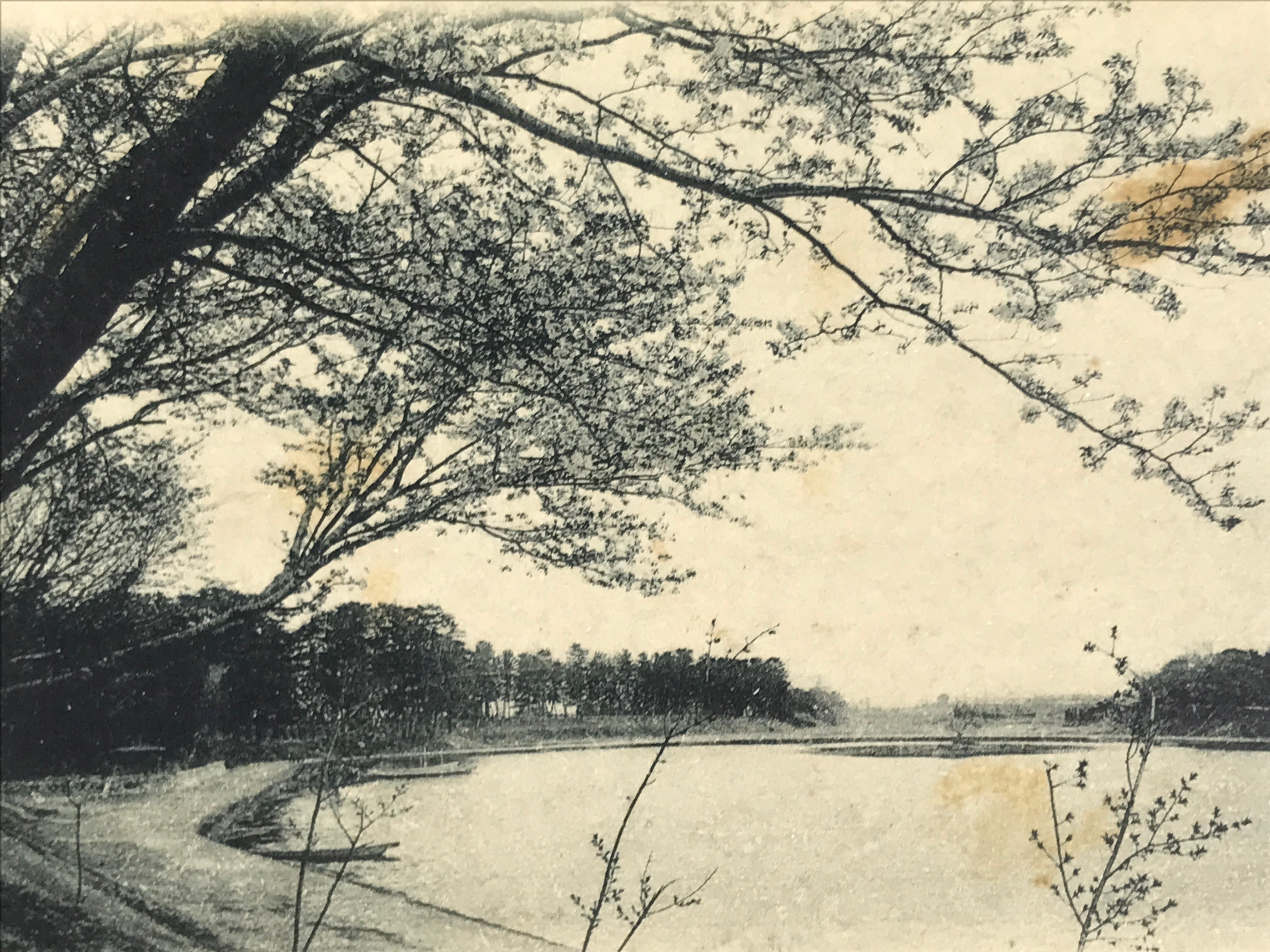 Japanese BW Postcard Owari Tsushima Cherry Blossom C1920 Showa Photography PC177