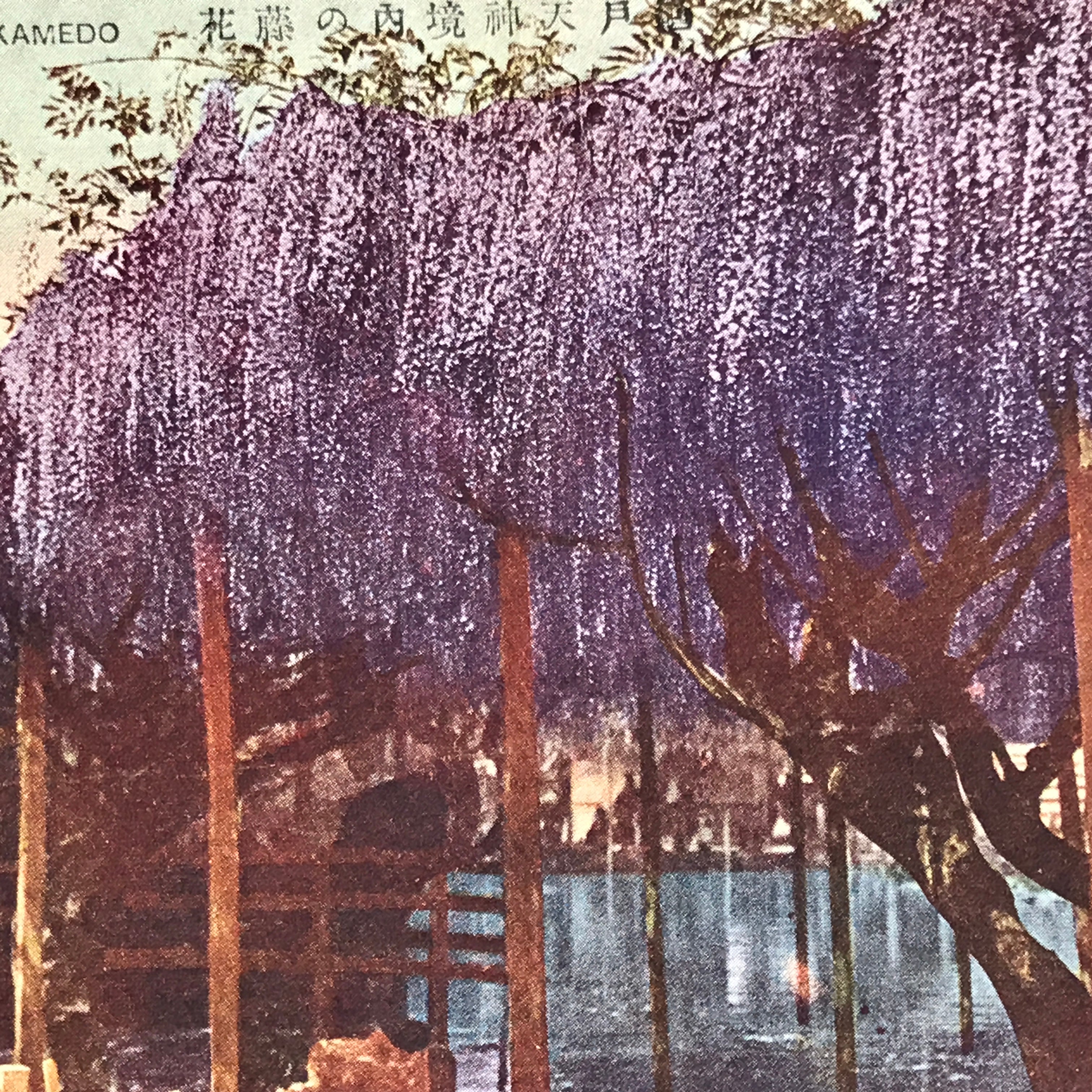 Japanese Postcard Kameido Tenjin Wisteria C1930 Showa Color Photography PC185
