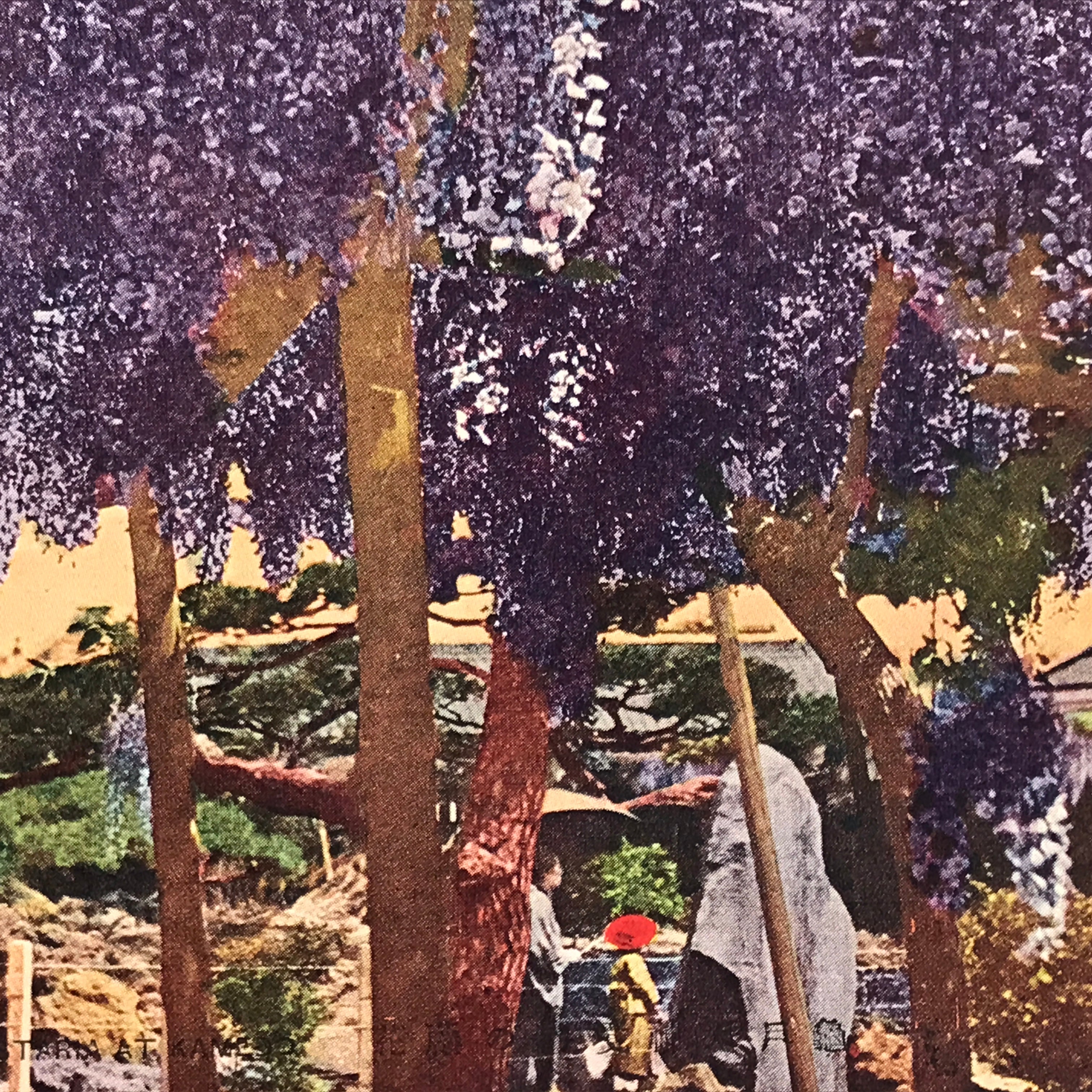 Japanese Postcard Wisteria Flower Temple C1930 Showa Color Photography PC183